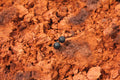 Lava Stud Earrings Glow Glow